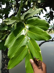 Diospyros malabarica