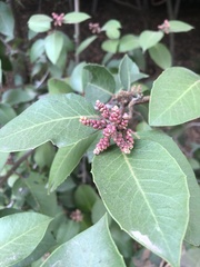 Rhus integrifolia × ovata