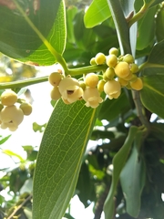 Diospyros malabarica