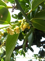 Diospyros malabarica