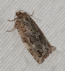 Choristoneura fumiferana