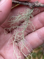Usnea subfloridana