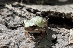 Hyla chrysoscelis