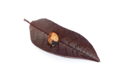 Contarinia virginianiae