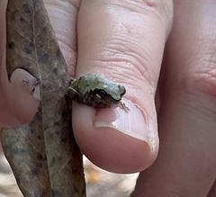 Hyla chrysoscelis