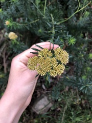 Ozothamnus diosmifolius