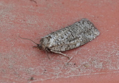 Choristoneura fumiferana