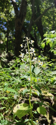 Image of Begonia uruapensis by no rights reserved