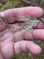 Usnea subfloridana