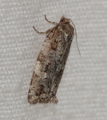 Choristoneura fumiferana