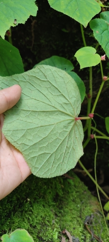 Image of Begonia uruapensis by no rights reserved