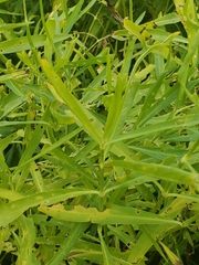 Proserpinaca palustris