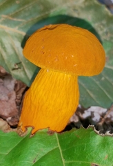 Aureoboletus auriflammeus