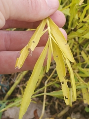 Proserpinaca palustris