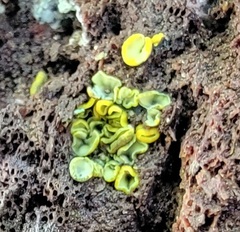 Chlorosplenium