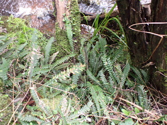 Blechnum chambersii