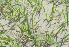 Anthoxanthum glabrum