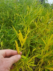 Proserpinaca palustris