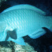 Steephead Parrotfish - Photo (c) Randall, J.E., some rights reserved (CC BY-NC)