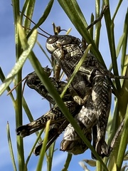 Campylacantha olivacea