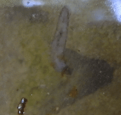 Continenticola