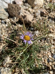 Erigeron pinnatisectus