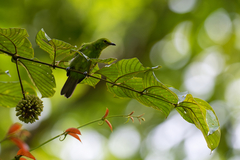 Chloropsis cyanopogon