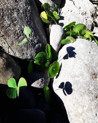Hydrocotyle verticillata