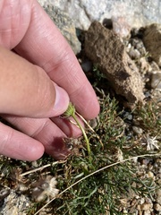 Erigeron pinnatisectus