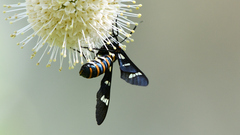 Syntomeida melanthus