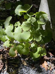Viola canadensis