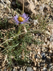 Erigeron pinnatisectus