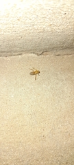 Nepomorpha