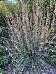 Schizachyrium scoparium