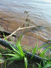 Anthoxanthum glabrum