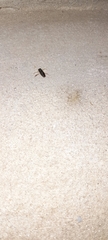 Nepomorpha