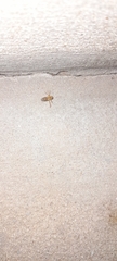 Nepomorpha