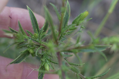 Croptilon rigidifolium