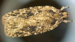 Agonopterix pulvipennella