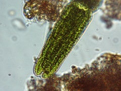 Tetmemorus brebissonii