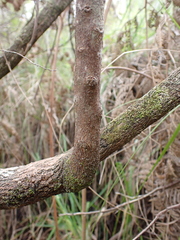 Leucopogon