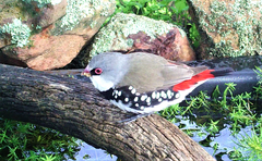 Stagonopleura guttata