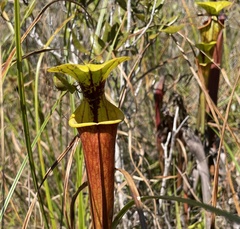 Sarracenia flava