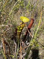 Sarracenia flava