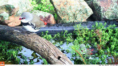 Stagonopleura guttata