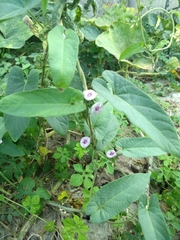 Ipomoea eriocarpa