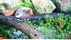 Stagonopleura guttata