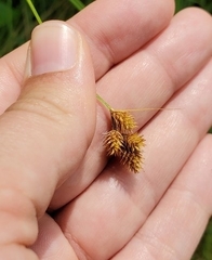 Carex bebbii
