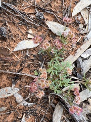Trachymene cyanopetala