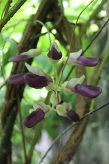 Mucuna pruriens